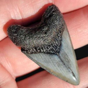 Fossil Megalodon tooth