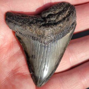 Fossil Megalodon tooth