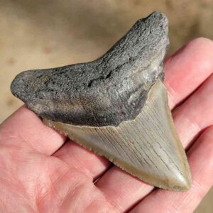 Fossil Megalodon tooth