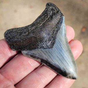 Fossil Megalodon tooth