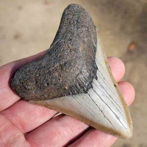 Fossil Megalodon tooth