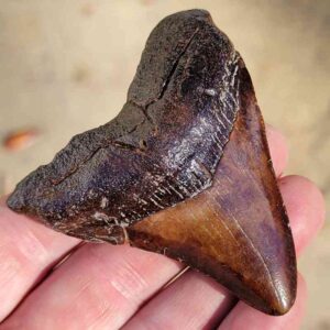 Fossil Megalodon tooth