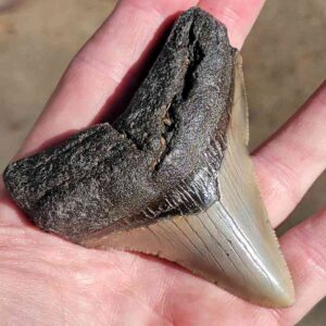 Fossil Megalodon tooth