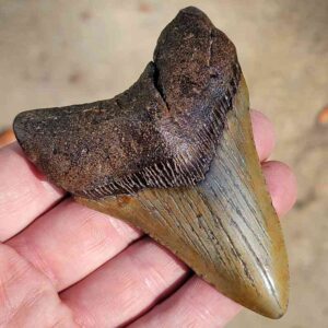 Fossil Megalodon tooth