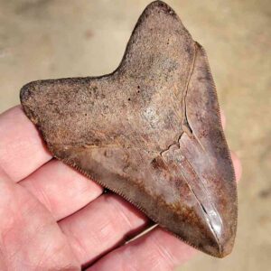 Fossil Megalodon tooth
