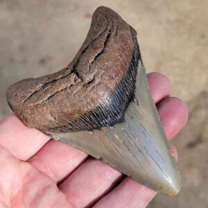 Fossil Megalodon tooth