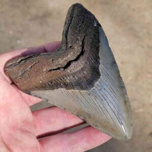 Fossil Megalodon tooth