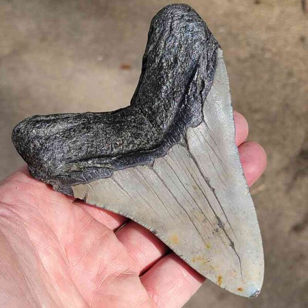 Fossil Megalodon tooth