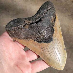 Fossil Megalodon tooth