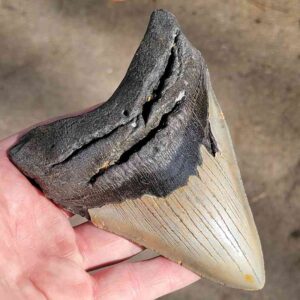 Fossil Megalodon tooth