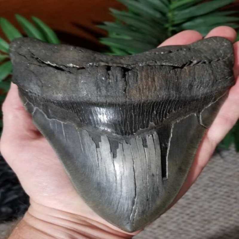 Big Megalodon Tooth