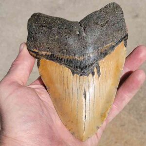 6 inch megalodon tooth