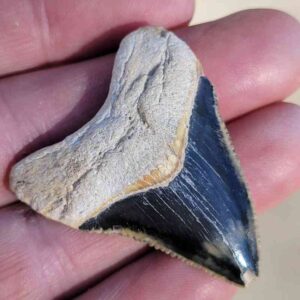 Bone Valley Megalodon Tooth