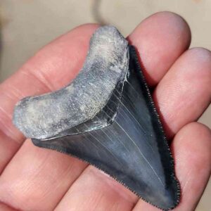 Bone Valley Megalodon Tooth