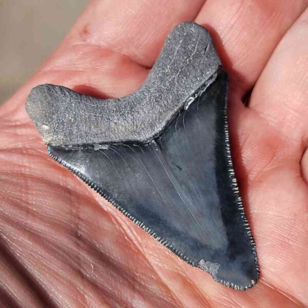 Bone Valley Megalodon Tooth
