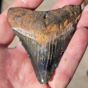 Bargain Megalodon Tooth