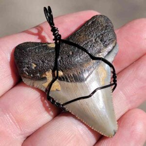  Black Wire Wrapped Megalodon Shark Tooth 