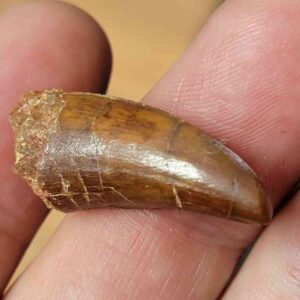 Carcharodontosaurus Tooth