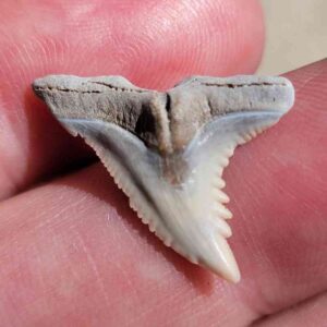 Reef Hemipristis Tooth