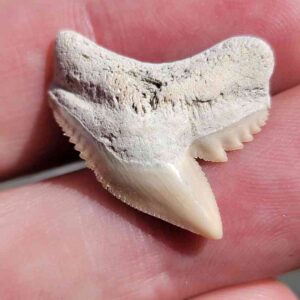 Reef Tiger Shark Tooth