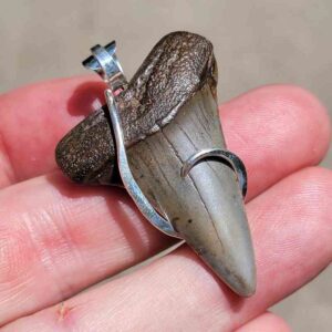 Hook Wrapped Extinct Great White Pendant