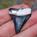 Nickel Plated Fossil Great White Pendant