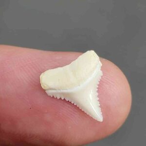 Modern Great White Shark Tooth