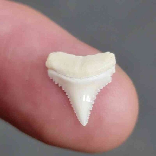 Modern Great White Shark Tooth