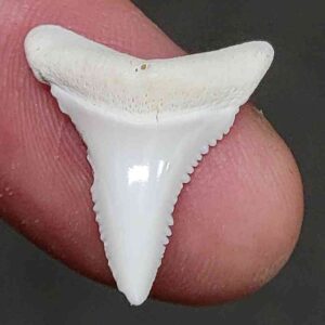 Modern Great White Shark Tooth