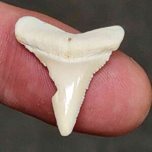 Modern Great White Shark Tooth