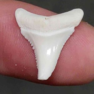 Modern Great White Shark Tooth