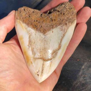 4 3/4″ – South Pacific Megalodon Tooth with Brown Root and White/Tan Enamel