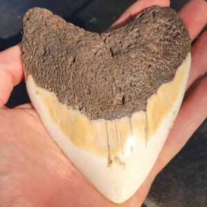 5" - South Pacific Megalodon Tooth with Dark Brown Root and Tan Enamel