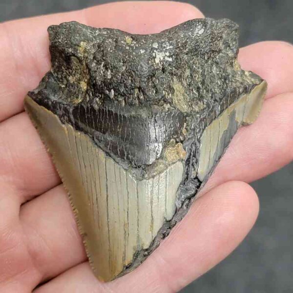 Bitten Megalodon Tooth - #3