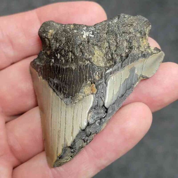Bitten Megalodon Tooth - #3 - Image 2