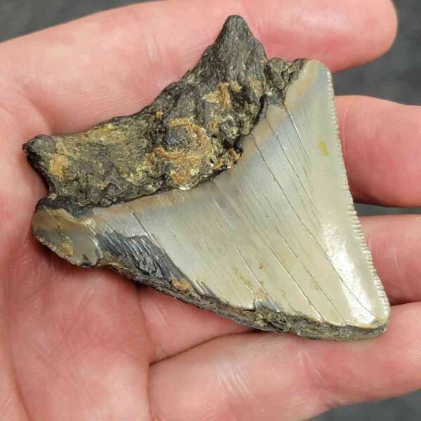 Bitten Megalodon Tooth - #3 - Image 3