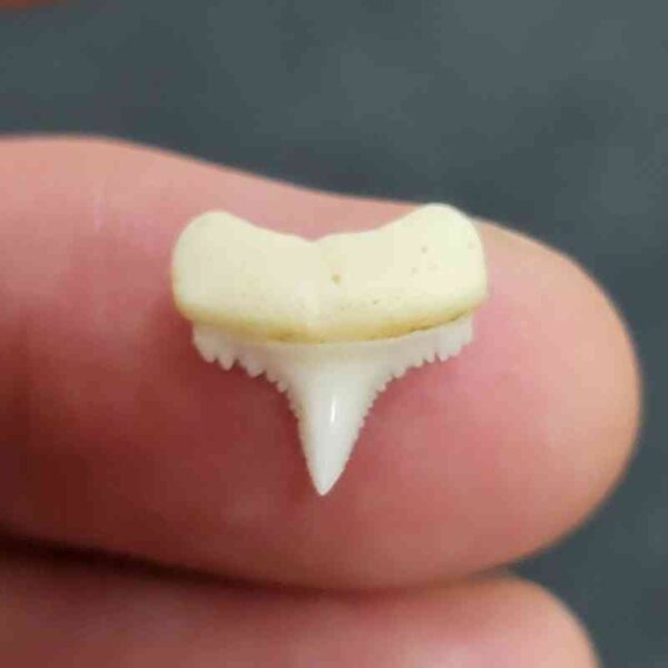 Modern Great White Tooth - #12