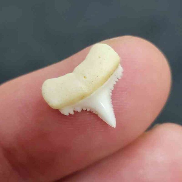 Modern Great White Tooth - #12 - Image 2