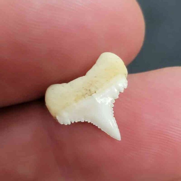 Modern Great White Tooth - #12 - Image 3