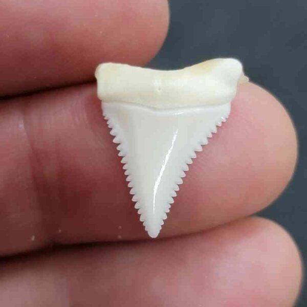 Modern Great White Tooth - #26
