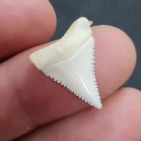 Modern Great White Tooth - #26 - Image 2