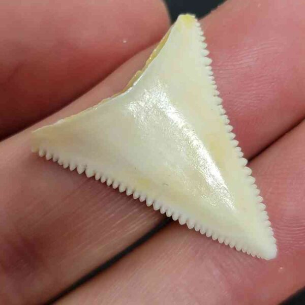 Modern Great White Tooth - #35 - Image 2