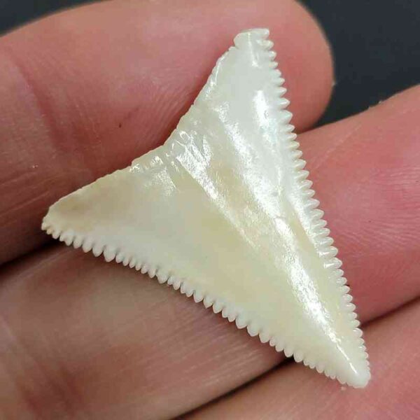 Modern Great White Tooth - #35 - Image 3