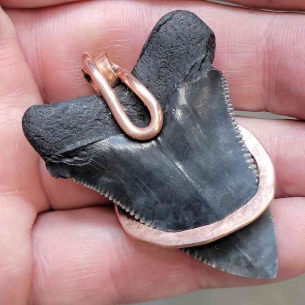Copper Hook  Wrapped Megalodon Shark Tooth Pendants/Necklace - #6 - Image 3