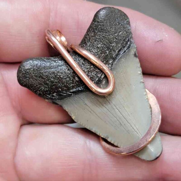 Copper Hook  Wrapped Megalodon Shark Tooth Pendants/Necklace - #8 - Image 3
