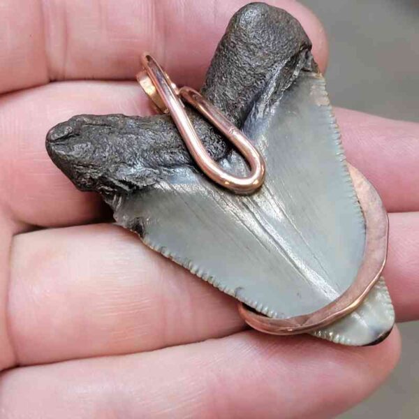 Copper Hook  Wrapped Megalodon Shark Tooth Pendants/Necklace - #9 - Image 3