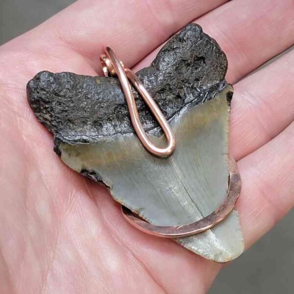 Copper Hook  Wrapped Megalodon Shark Tooth Pendants/Necklace - #13 - Image 3