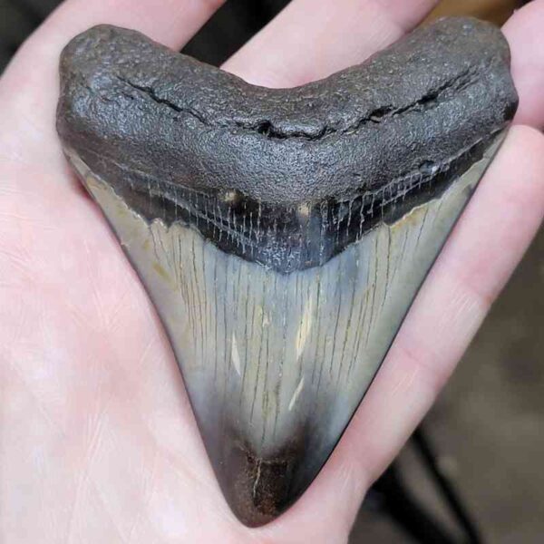 3 15/16"  Polished Megalodon Tooth #17
