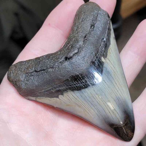 3 15/16"  Polished Megalodon Tooth #17 - Image 2