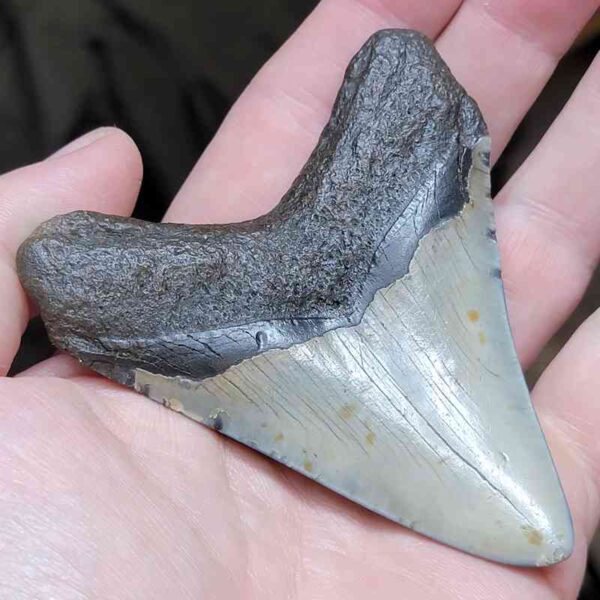 3 15/16"  Polished Megalodon Tooth #17 - Image 3